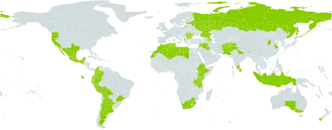 Spartium junceum world distribution map, present in Afghanistan, Albania, Argentina, Armenia, American Samoa, Australia, Azerbaijan, Bulgaria, Bolivia (Plurinational State of), Brazil, Bhutan, China, Colombia, Algeria, Ecuador, Spain, Estonia, Ethiopia, France, Georgia, Ghana, Greece, Guatemala, Indonesia, India, Iraq, Israel, Italy, Kenya, Lebanon, Libya, Sri Lanka, Morocco, Mexico, Malta, Mauritius, New Zealand, Pakistan, Peru, Portugal, Romania, Russian Federation, Syrian Arab Republic, Tunisia, Tanzania, United Republic of, Ukraine, United States of America, and South Africa