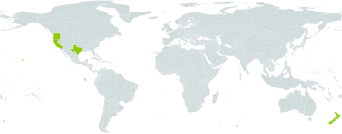 Spartium world distribution map, present in New Zealand and United States of America
