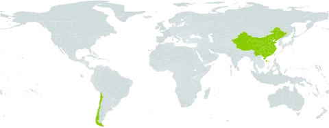 Speranskia tuberculata world distribution map, present in Chile and China