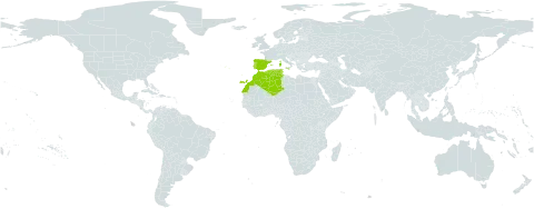 Spergula arvensis subsp. chieusseana world distribution map, present in Algeria, Spain, France, Italy, Morocco, Portugal, and Tunisia