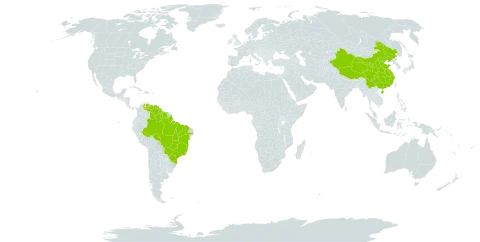 Spermacoce alata world distribution map, present in Brazil, China, Guyana, Suriname, and Venezuela (Bolivarian Republic of)