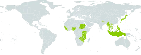 Spermacoce lasiocarpa world distribution map, present in Guinea, Indonesia, Japan, Kenya, Liberia, Myanmar, Mozambique, Nigeria, Nepal, Philippines, Sudan, Senegal, Sierra Leone, Thailand, Tanzania, United Republic of, Uganda, Viet Nam, Zambia, and Zimbabwe