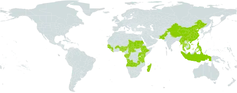 Spermacoce pusilla world distribution map, present in Angola, Benin, Burkina Faso, Central African Republic, China, Congo, Ethiopia, Gabon, Guinea, Gambia, Guinea-Bissau, Indonesia, Kenya, Liberia, Madagascar, Myanmar, Nigeria, Nepal, Pakistan, Philippines, Rwanda, Sudan, Senegal, Chad, Thailand, Taiwan, Province of China, Tanzania, United Republic of, Uganda, Viet Nam, and Zambia