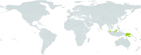 Sphaeropteris marginata world distribution map, present in Malaysia and Papua New Guinea