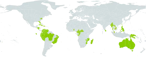 Spondias dulcis world distribution map, present in American Samoa, Australia, Benin, Brazil, Brunei Darussalam, Central African Republic, Cameroon, Congo, Cook Islands, Colombia, Cuba, Cayman Islands, Dominican Republic, Ecuador, Fiji, Guadeloupe, Honduras, Haiti, Indonesia, Jamaica, Cambodia, Lao People's Democratic Republic, Sri Lanka, Madagascar, Myanmar, Mozambique, Malaysia, Nicaragua, Niue, Nauru, Peru, Philippines, Palau, Papua New Guinea, Puerto Rico, Sao Tome and Principe, Seychelles, Tonga, Trinidad and Tobago, Taiwan, Province of China, United States of America, Venezuela (Bolivarian Republic of), and Samoa