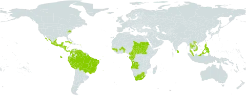 Spondias mombin world distribution map, present in Angola, Anguilla, Antigua and Barbuda, Benin, Bonaire, Sint Eustatius and Saba, Burkina Faso, Belize, Bolivia (Plurinational State of), Brazil, Barbados, Central African Republic, Cameroon, Congo, Colombia, Costa Rica, Cuba, Cayman Islands, Ecuador, Gabon, Guinea, Guadeloupe, Guinea-Bissau, Equatorial Guinea, Grenada, Guatemala, French Guiana, Guyana, Honduras, Indonesia, Iceland, Jamaica, Saint Lucia, Sri Lanka, Mexico, Montserrat, Martinique, Malaysia, Nicaragua, Panama, Peru, Philippines, Puerto Rico, Sudan, El Salvador, South Sudan, Sao Tome and Principe, Suriname, Chad, Togo, Thailand, Trinidad and Tobago, United States of America, Saint Vincent and the Grenadines, Venezuela (Bolivarian Republic of), Viet Nam, and South Africa