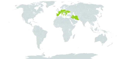 Stachys alpina world distribution map, present in Albania, Austria, Bulgaria, Czech Republic, Germany, Spain, France, Greece, Hungary, Iran (Islamic Republic of), Iraq, Italy, Poland, Romania, Turks and Caicos Islands, and Ukraine