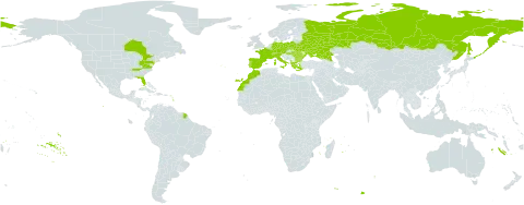 Stachys germanica world distribution map, present in Albania, Austria, Bulgaria, Belarus, Canada, Switzerland, Czech Republic, Germany, Spain, France, Greece, Hungary, Italy, Morocco, Poland, Portugal, Romania, Russian Federation, Turks and Caicos Islands, Ukraine, and United States of America