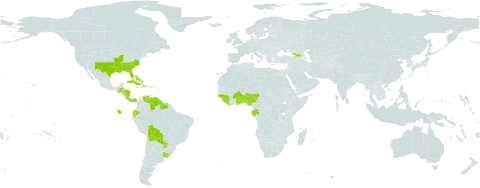 Steinchisma world distribution map, present in Åland Islands, Benin, Burkina Faso, Bahamas, Belize, Bolivia (Plurinational State of), Costa Rica, Cuba, Dominica, Ecuador, Gabon, Georgia, Ghana, Guinea, Guinea-Bissau, Guatemala, Guyana, Honduras, Haiti, Jamaica, Liberia, Nigeria, Nicaragua, Panama, Puerto Rico, Paraguay, Sierra Leone, Suriname, Togo, Uruguay, United States of America, and Venezuela (Bolivarian Republic of)