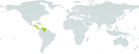 Stelis quadrifida world distribution map, present in Belize, Costa Rica, Cuba, Dominica, Guatemala, Honduras, Haiti, Jamaica, Nicaragua, Panama, Puerto Rico, and Venezuela (Bolivarian Republic of)