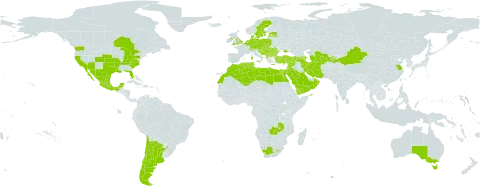 Stellaria apetala world distribution map, present in Afghanistan, Albania, Argentina, Armenia, Australia, Austria, Azerbaijan, Belgium, Bulgaria, Bosnia and Herzegovina, Canada, Switzerland, Chile, China, Cyprus, Czech Republic, Germany, Denmark, Algeria, Egypt, Spain, Estonia, France, United Kingdom of Great Britain and Northern Ireland, Gibraltar, Greece, Croatia, Hungary, Iran (Islamic Republic of), Iceland, Israel, Italy, Jordan, Kuwait, Lebanon, Libya, Liechtenstein, Lesotho, Luxembourg, Latvia, Morocco, Mexico, North Macedonia, Malta, Montenegro, Netherlands, Oman, Poland, Portugal, Qatar, Romania, Saudi Arabia, Serbia, Slovakia, Slovenia, Sweden, Syrian Arab Republic, Tajikistan, Turkmenistan, Tunisia, Turkey, Ukraine, United States of America, Uzbekistan, Yemen, South Africa, and Zambia