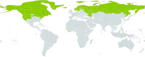 Stellaria borealis world distribution map, present in Canada, Finland, France, Greenland, Iceland, Liberia, Norway, Russian Federation, Saint Pierre and Miquelon, Sweden, and United States of America