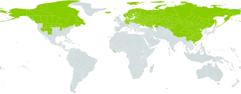 Stellaria crassifolia world distribution map, present in Armenia, Belarus, Canada, China, Germany, Denmark, Estonia, Finland, Iceland, Kazakhstan, Kyrgyzstan, Liberia, Lithuania, Latvia, Mongolia, Norway, Poland, Russian Federation, Sweden, Ukraine, and United States of America