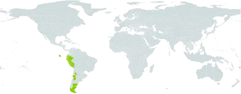 Stellaria debilis d'urv. world distribution map, present in Argentina, Chile, Ecuador, Falkland Islands (Malvinas), Peru, and Uruguay