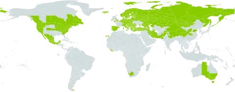 Stellaria graminea world distribution map, present in Afghanistan, Albania, Andorra, Argentina, Australia, Austria, Azerbaijan, Belgium, Bulgaria, Bosnia and Herzegovina, Belarus, Canada, Switzerland, China, Czech Republic, Germany, Denmark, Spain, Estonia, Finland, France, United Kingdom of Great Britain and Northern Ireland, Georgia, Greece, Croatia, Hungary, India, Iran (Islamic Republic of), Iceland, Italy, Kazakhstan, Liberia, Liechtenstein, Lithuania, Luxembourg, Latvia, Mexico, North Macedonia, Malta, Montenegro, Mongolia, Netherlands, Norway, Nepal, New Zealand, Pakistan, Poland, Portugal, Romania, Russian Federation, South Georgia and the South Sandwich Islands, Saint Pierre and Miquelon, Serbia, Slovakia, Slovenia, Sweden, Turkey, Ukraine, United States of America, and South Africa