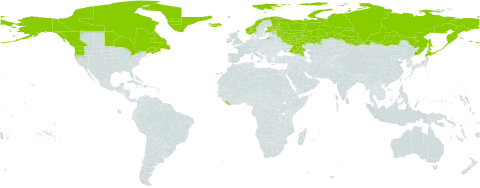 Stellaria humifusa world distribution map, present in Canada, Finland, France, Greenland, Iceland, Japan, Liberia, Norway, Russian Federation, Saint Pierre and Miquelon, and United States of America