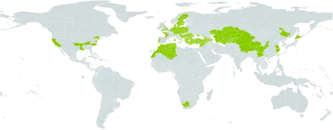 Stellaria neglecta world distribution map, present in Albania, Armenia, Austria, Azerbaijan, Belgium, Bulgaria, Bosnia and Herzegovina, Switzerland, China, Czech Republic, Germany, Denmark, Algeria, Spain, France, United Kingdom of Great Britain and Northern Ireland, Georgia, Greece, Croatia, Italy, Japan, Kazakhstan, Kyrgyzstan, Luxembourg, Morocco, North Macedonia, Malta, Montenegro, Netherlands, Nepal, Poland, Portugal, Romania, Serbia, Slovakia, Slovenia, Sweden, Syrian Arab Republic, Tajikistan, Turkmenistan, Tunisia, Turkey, Taiwan, Province of China, Ukraine, United States of America, Uzbekistan, and South Africa