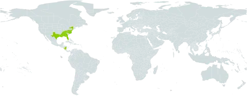 Stenanthium leimanthoides world distribution map, present in Nicaragua and United States of America