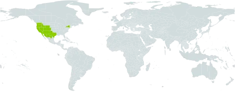 Stephanomeria exigua subsp. exigua world distribution map, present in Mexico and United States of America