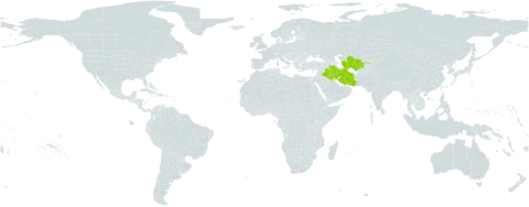 Sternbergia vernalis world distribution map, present in Iran (Islamic Republic of), Iraq, Turks and Caicos Islands, Turkmenistan, and Uzbekistan