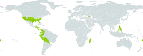 Stillingia world distribution map, present in Åland Islands, Belize, Bolivia (Plurinational State of), Colombia, Costa Rica, Fiji, Georgia, Guatemala, Honduras, Moldova (Republic of), Madagascar, Mauritius, Nicaragua, Panama, Peru, Philippines, Paraguay, Réunion, and United States of America