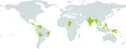 Strobilanthes alternata world distribution map, present in Benin, Belize, Bolivia (Plurinational State of), Brazil, Colombia, Fiji, Micronesia (Federated States of), Guadeloupe, Guam, Honduras, India, Saint Lucia, Myanmar, Montserrat, Martinique, Malaysia, Nicaragua, Niue, Panama, Philippines, Palau, Papua New Guinea, Puerto Rico, Singapore, Chad, Tokelau, Trinidad and Tobago, United States of America, Venezuela (Bolivarian Republic of), and Viet Nam