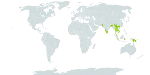Strobocalyx arborea world distribution map, present in Bangladesh, Brunei Darussalam, China, Indonesia, India, Lao People's Democratic Republic, Sri Lanka, Malaysia, Nepal, Pakistan, Philippines, Papua New Guinea, Singapore, Thailand, and Viet Nam