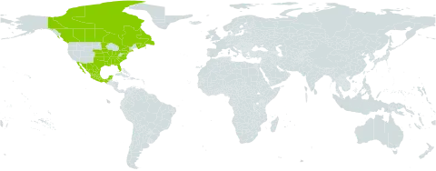 Strophostyles helvula world distribution map, present in Canada, Mexico, and United States of America