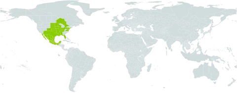 Strophostyles leiosperma world distribution map, present in Canada, Mexico, and United States of America