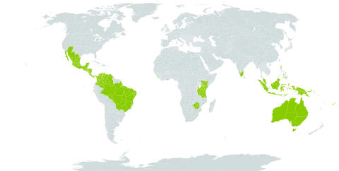 Stylosanthes humilis world distribution map, present in Australia, Bonaire, Sint Eustatius and Saba, Burkina Faso, Belize, Brazil, Barbados, Colombia, Costa Rica, Fiji, Ghana, Guatemala, Honduras, Indonesia, India, Kenya, Sri Lanka, Mexico, Malaysia, Nicaragua, Nauru, Panama, Philippines, Papua New Guinea, Singapore, El Salvador, Timor-Leste, Tanzania, United Republic of, United States of America, Venezuela (Bolivarian Republic of), and Zimbabwe