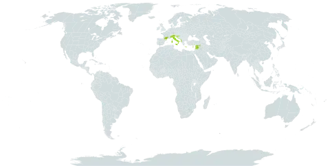 Styrax officinalis world distribution map, present in Albania, Cyprus, France, Greece, Croatia, Israel, Italy, Lebanon, and Syrian Arab Republic