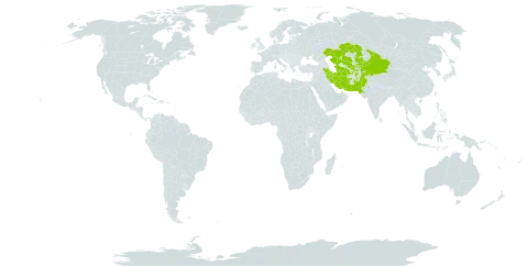 Suaeda arcuata world distribution map, present in Afghanistan, China, Iran (Islamic Republic of), Kazakhstan, Kyrgyzstan, Pakistan, Tajikistan, Turkmenistan, and Uzbekistan