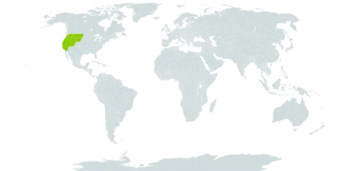 Suaeda occidentalis world distribution map, present in United States of America