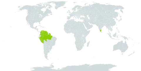 Swartzia polyphylla world distribution map, present in American Samoa, Brazil, Colombia, French Guiana, Guyana, India, Peru, and Venezuela (Bolivarian Republic of)