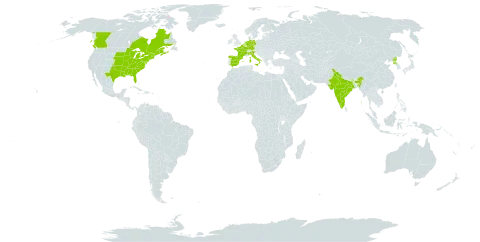 Symphyotrichum pilosum world distribution map, present in Belgium, Canada, Germany, Spain, France, United Kingdom of Great Britain and Northern Ireland, India, Italy, Netherlands, Korea (Democratic People's Republic of), and United States of America
