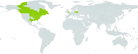 Symphyotrichum puniceum world distribution map, present in Canada, France, United Kingdom of Great Britain and Northern Ireland, Poland, Saint Pierre and Miquelon, and United States of America