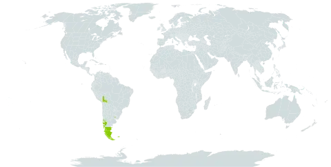 Symphyotrichum vahlii world distribution map, present in Argentina, Bolivia (Plurinational State of), Chile, Falkland Islands (Malvinas), and Uruguay