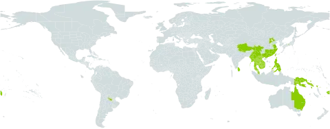 Symplocos cochinchinensis world distribution map, present in Argentina, Australia, China, Fiji, Indonesia, India, Japan, Cambodia, Lao People's Democratic Republic, Sri Lanka, Myanmar, Malaysia, Nepal, Philippines, Papua New Guinea, Singapore, Solomon Islands, Thailand, Taiwan, Province of China, and Viet Nam