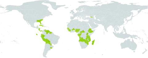 Syngonanthus world distribution map, present in Angola, Åland Islands, Burkina Faso, Belize, Bolivia (Plurinational State of), Central African Republic, Congo, Costa Rica, Cuba, Dominica, Ecuador, Ethiopia, Gabon, Georgia, Guinea, Guyana, Madagascar, Mozambique, Nigeria, Nicaragua, Panama, Peru, Paraguay, Senegal, Sierra Leone, Suriname, Tanzania, United Republic of, Uganda, Uruguay, United States of America, Venezuela (Bolivarian Republic of), Zambia, and Zimbabwe
