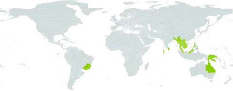 Syzygium aqueum world distribution map, present in Australia, Bangladesh, Brazil, Brunei Darussalam, Micronesia (Federated States of), Indonesia, India, Cambodia, Lao People's Democratic Republic, Sri Lanka, Maldives, Myanmar, Malaysia, Philippines, Papua New Guinea, Thailand, Trinidad and Tobago, United States of America, and Viet Nam