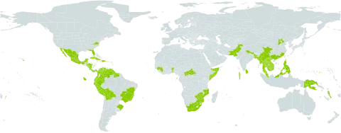 Syzygium jambos world distribution map, present in Antigua and Barbuda, Benin, Bonaire, Sint Eustatius and Saba, Bangladesh, Belize, Bolivia (Plurinational State of), Brazil, Central African Republic, China, Cook Islands, Colombia, Costa Rica, Cuba, Dominica, Dominican Republic, Ecuador, Fiji, Micronesia (Federated States of), Guinea, Guadeloupe, Equatorial Guinea, Grenada, French Guiana, Guam, Guyana, Honduras, Haiti, India, Jamaica, Cambodia, Lao People's Democratic Republic, Saint Lucia, Sri Lanka, Maldives, Mexico, Myanmar, Mozambique, Montserrat, Martinique, Mauritius, Malaysia, Nicaragua, Niue, Nepal, Pakistan, Panama, Peru, Philippines, Papua New Guinea, Puerto Rico, Portugal, Réunion, Singapore, Somalia, Sao Tome and Principe, Suriname, Seychelles, Thailand, Tonga, Trinidad and Tobago, United States of America, Venezuela (Bolivarian Republic of), Viet Nam, Vanuatu, Samoa, South Africa, and Zimbabwe
