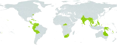 Syzygium malaccense world distribution map, present in American Samoa, Australia, Bangladesh, Belize, Bolivia (Plurinational State of), Central African Republic, China, Cook Islands, Colombia, Costa Rica, Cuba, Dominica, Dominican Republic, Ecuador, Fiji, Micronesia (Federated States of), Guadeloupe, Equatorial Guinea, Guam, Honduras, Haiti, India, Jamaica, Cambodia, Lao People's Democratic Republic, Saint Lucia, Sri Lanka, Myanmar, Northern Mariana Islands, Martinique, Malaysia, Nicaragua, Niue, Panama, Peru, Philippines, Palau, Papua New Guinea, Puerto Rico, Singapore, Seychelles, Thailand, Tonga, Trinidad and Tobago, Taiwan, Province of China, United States of America, Venezuela (Bolivarian Republic of), Viet Nam, Vanuatu, Samoa, and South Africa