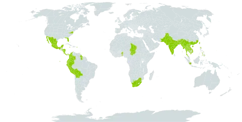 Tabernaemontana divaricata world distribution map, present in Benin, Bangladesh, Belize, Bolivia (Plurinational State of), Bhutan, Botswana, China, Cook Islands, Colombia, Costa Rica, Ecuador, Fiji, Micronesia (Federated States of), Guam, Guyana, Honduras, Indonesia, India, Jamaica, Cambodia, Lao People's Democratic Republic, Mexico, Marshall Islands, Myanmar, Northern Mariana Islands, Nicaragua, Niue, Nepal, Pakistan, Panama, Peru, Philippines, Puerto Rico, Sao Tome and Principe, Chad, Thailand, Trinidad and Tobago, Taiwan, Province of China, United States of America, Viet Nam, and South Africa