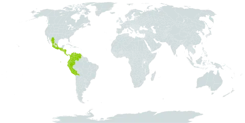 Tabernaemontana glabra world distribution map, present in Bolivia (Plurinational State of), Colombia, Costa Rica, Ecuador, Guatemala, Honduras, Mexico, Nicaragua, Panama, Peru, El Salvador, and Venezuela (Bolivarian Republic of)