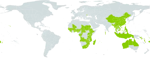 Tacca leontopetaloides world distribution map, present in Angola, Andorra, Australia, Benin, Burkina Faso, Bangladesh, Central African Republic, China, Congo, Cook Islands, Comoros, Ethiopia, Fiji, Gabon, Ghana, Guinea, Gambia, Guinea-Bissau, Indonesia, Kenya, Lao People's Democratic Republic, Liberia, Moldova (Republic of), Madagascar, Maldives, Mali, Myanmar, Mozambique, Mauritius, Nigeria, Nauru, Pitcairn, Philippines, Sudan, Senegal, Solomon Islands, Sierra Leone, Seychelles, Chad, Togo, Thailand, Tokelau, Tonga, Tuvalu, Taiwan, Province of China, Tanzania, United Republic of, Uganda, United States of America, Viet Nam, Vanuatu, Wallis and Futuna, Samoa, South Africa, Zambia, and Zimbabwe