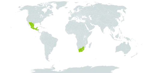 Tagetes lucida world distribution map, present in Guatemala, Honduras, Mexico, El Salvador, and South Africa