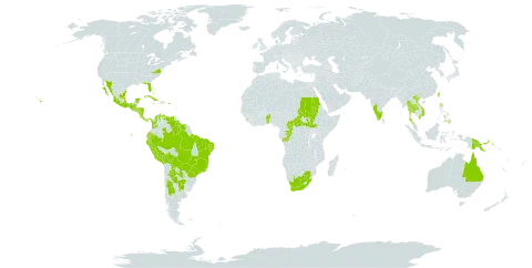 Talinum fruticosum world distribution map, present in Argentina, Antigua and Barbuda, Australia, Benin, Bonaire, Sint Eustatius and Saba, Burkina Faso, Bahamas, Bolivia (Plurinational State of), Brazil, Barbados, Central African Republic, Congo, Colombia, Costa Rica, Cuba, Cayman Islands, Ecuador, Guadeloupe, Gambia, Guatemala, Guyana, Honduras, India, Jamaica, Saint Kitts and Nevis, Saint Lucia, Sri Lanka, Mexico, Montserrat, Martinique, Nicaragua, Panama, Peru, Philippines, Papua New Guinea, Puerto Rico, Paraguay, Sudan, El Salvador, South Sudan, Sao Tome and Principe, Suriname, Turks and Caicos Islands, Togo, Thailand, Trinidad and Tobago, Taiwan, Province of China, United States of America, Venezuela (Bolivarian Republic of), Viet Nam, and South Africa