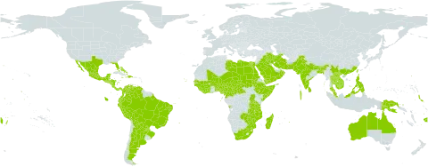 Tamarindus indica world distribution map, present in Angola, Argentina, American Samoa, Australia, Burundi, Benin, Burkina Faso, Bangladesh, Bahrain, Bahamas, Belize, Bolivia (Plurinational State of), Brazil, Barbados, Bhutan, Central African Republic, China, Côte d'Ivoire, Cameroon, Cook Islands, Colombia, Comoros, Cabo Verde, Costa Rica, Cayman Islands, Djibouti, Dominican Republic, Ecuador, Egypt, Ethiopia, Fiji, Ghana, Guinea, Guinea-Bissau, Equatorial Guinea, Guatemala, French Guiana, Honduras, Haiti, Indonesia, India, Iran (Islamic Republic of), Iraq, Jamaica, Kenya, Cambodia, Kiribati, Lao People's Democratic Republic, Liberia, Libya, Sri Lanka, Madagascar, Maldives, Mexico, Mali, Northern Mariana Islands, Mozambique, Mauritius, Malawi, Malaysia, Niger, Nigeria, Nicaragua, Niue, Nepal, Oman, Pakistan, Panama, Peru, Philippines, Papua New Guinea, Paraguay, Réunion, Saudi Arabia, Sudan, Senegal, Singapore, Sierra Leone, El Salvador, Somalia, Seychelles, Chad, Togo, Thailand, Tonga, Taiwan, Province of China, Tanzania, United Republic of, Uganda, United States of America, Venezuela (Bolivarian Republic of), Viet Nam, Yemen, South Africa, Zambia, and Zimbabwe
