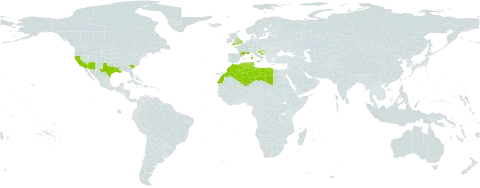 Tamarix africana world distribution map, present in Algeria, Spain, France, United Kingdom of Great Britain and Northern Ireland, Croatia, Italy, Libya, Morocco, Portugal, Tunisia, and United States of America