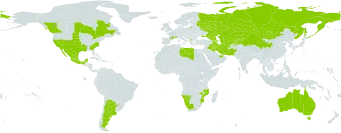 Tamarix ramosissima world distribution map, present in Afghanistan, United Arab Emirates, Argentina, Armenia, Australia, Azerbaijan, Canada, China, France, Georgia, Iran (Islamic Republic of), Iraq, Kazakhstan, Kyrgyzstan, Libya, Mexico, North Macedonia, Mongolia, Mozambique, Namibia, Pakistan, Qatar, Russian Federation, Tajikistan, Turkmenistan, Ukraine, United States of America, Uzbekistan, and South Africa